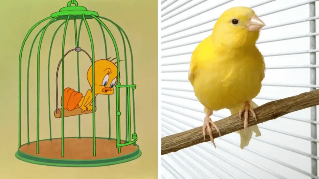 Tweety Bird shown as a yellow domestic canary living in a birdcage
